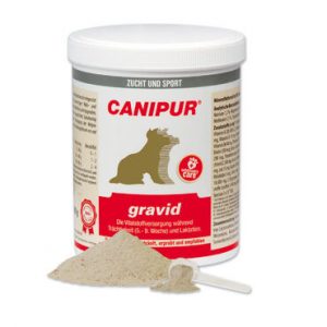 canipur-gravid